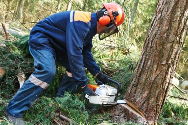 Understanding Tree Removal Techniques